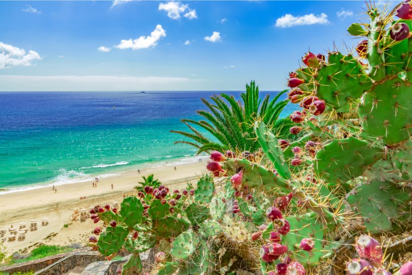 The Ultimate Guide to Holidays in Fuerteventura - Perfect for Families!